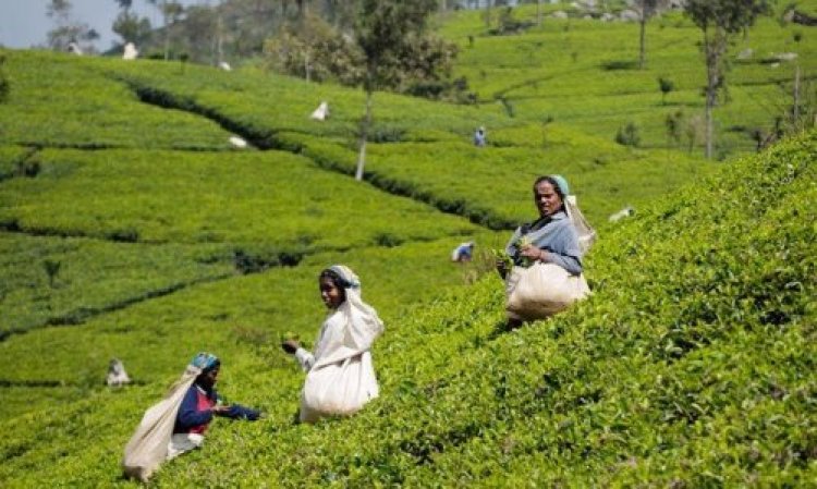 Pakistan has huge potential to become self-sufficient in tea sector