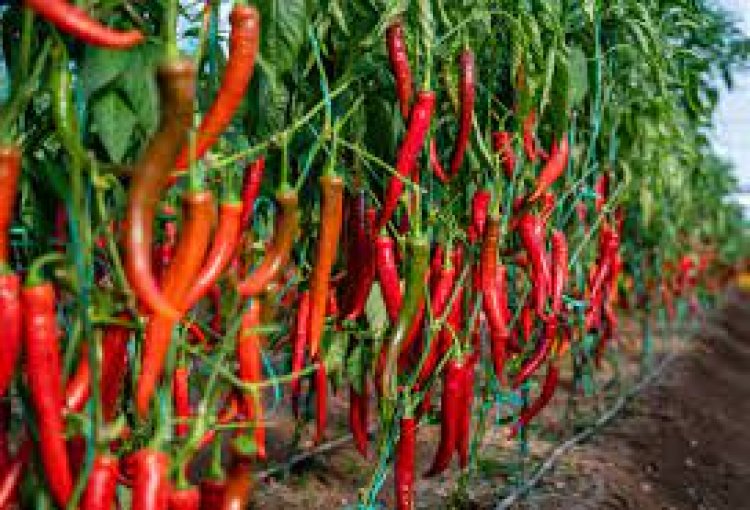 Chinese red chili contract farming opens vistas for development in Pakistan’s agriculture sector