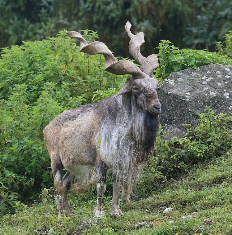 Markhor Conservation Garners UN Recognition: Pakistan Celebrates First International Day